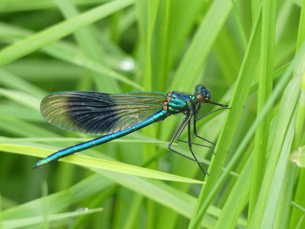 Calopteryx_splendens